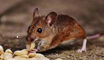 24 Hour & Emergency Exterminators in Eden, NC